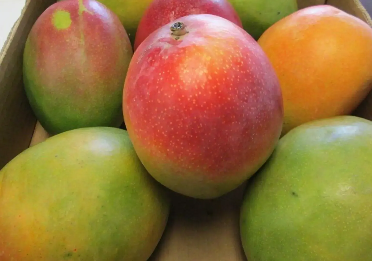 African Mango Extract