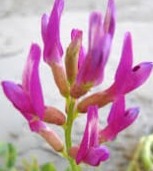 Astragalus